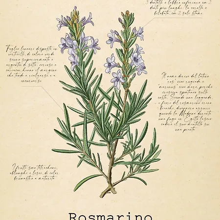 Le Floreali - Casa Rosmarino Bolsena