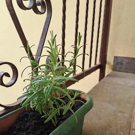 Le Floreali - Casa Rosmarino Appartement